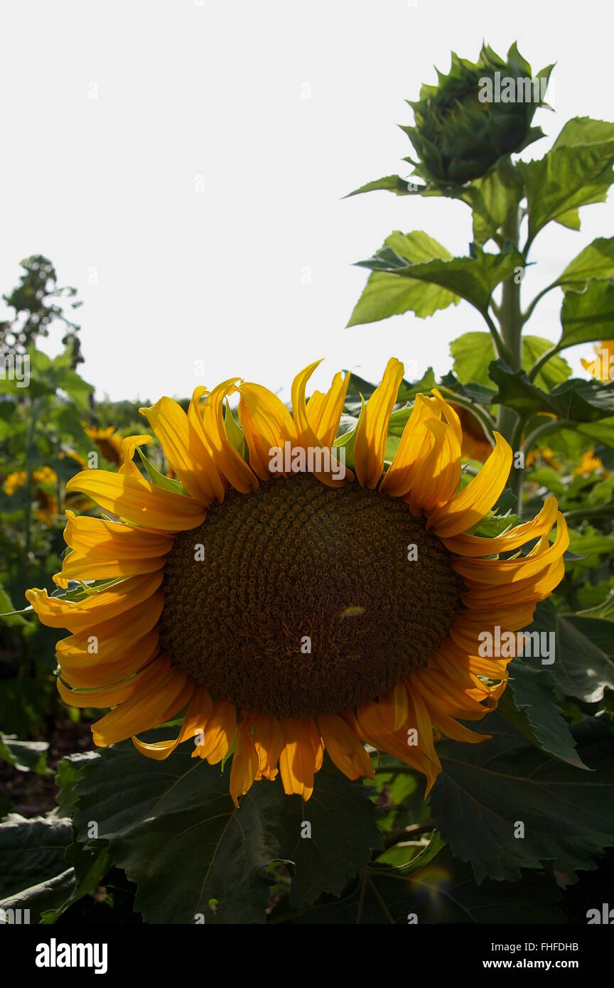 Giant sunflower in a field near Stellenbosch Stock Photo Alamy