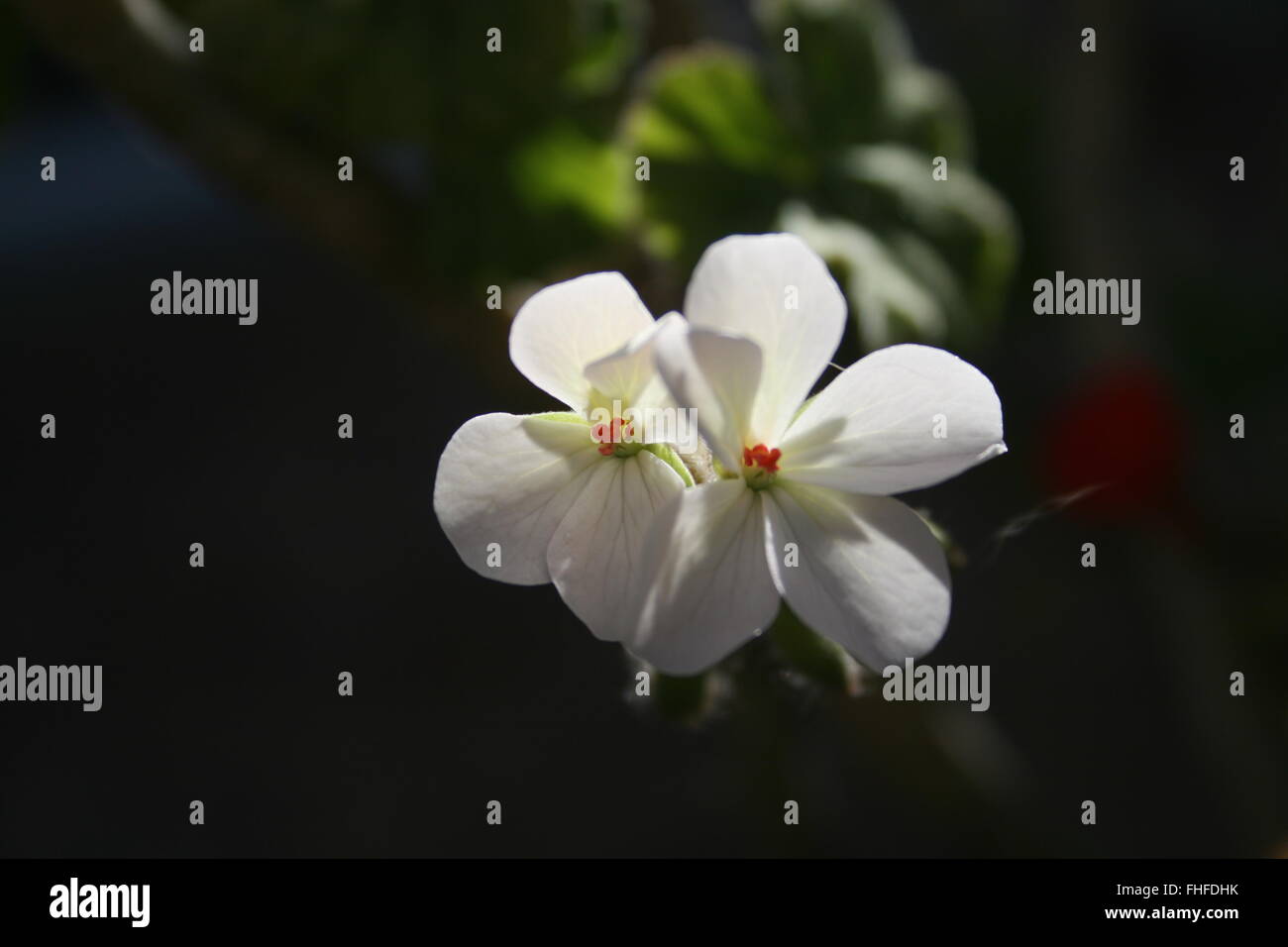 Close up of white geraniums Stock Photo - Alamy
