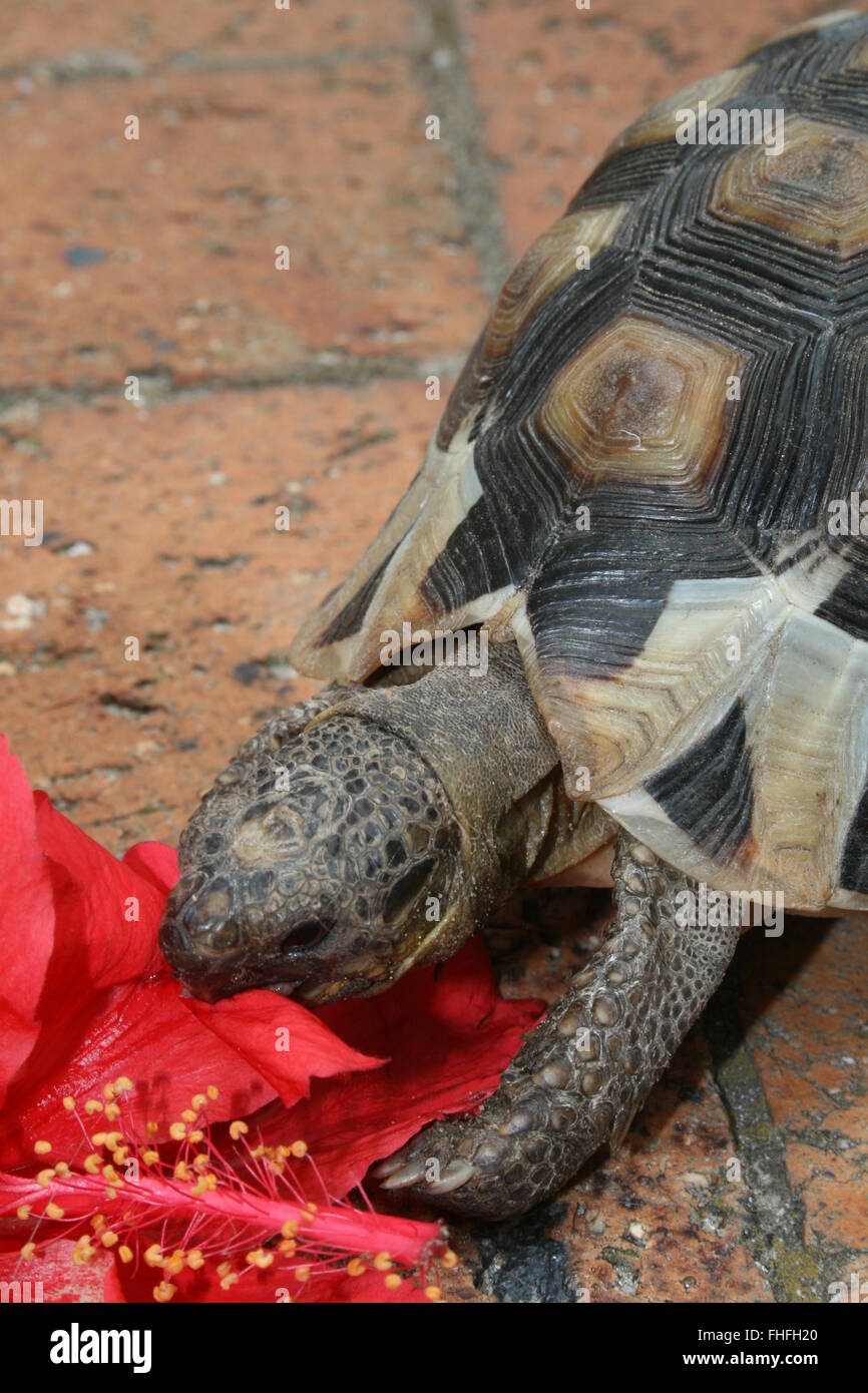 Angulate Tortoise Eating A Hibiscus Flower Stock Photo Alamy