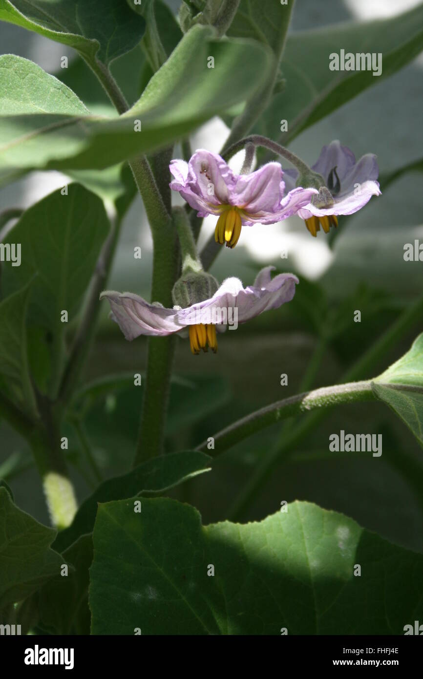 Close up of aubergine flowers Stock Photo Alamy