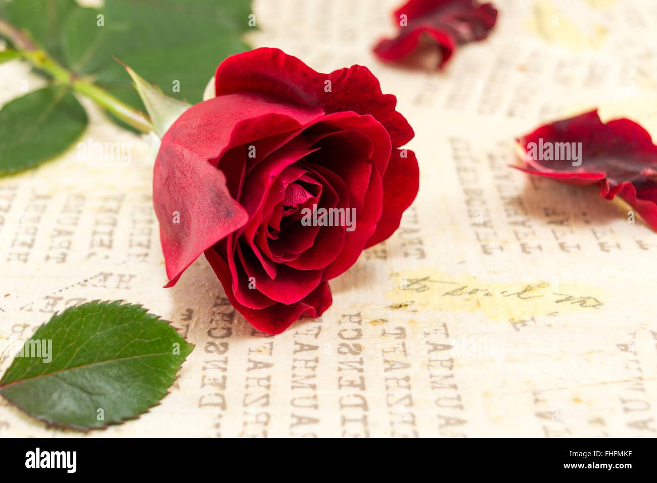 Red rose and rose petals on a yellow background Stock Photo