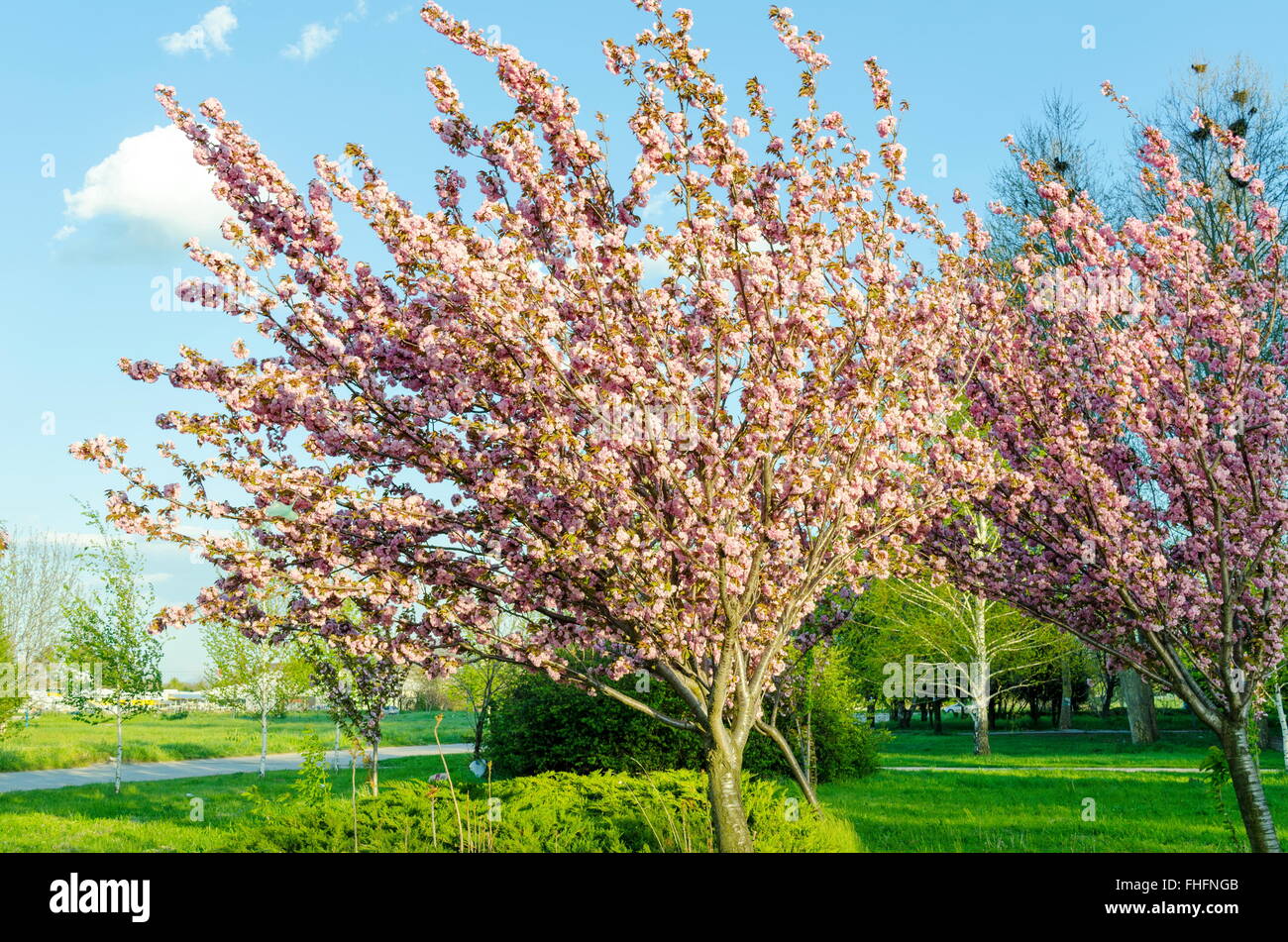 Cherry pink trees in blossom. Spring time Stock Photo