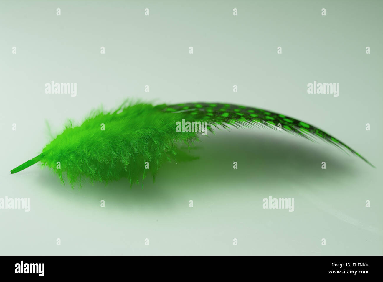 Green Single Guinea Plumage Feather Stock Photo