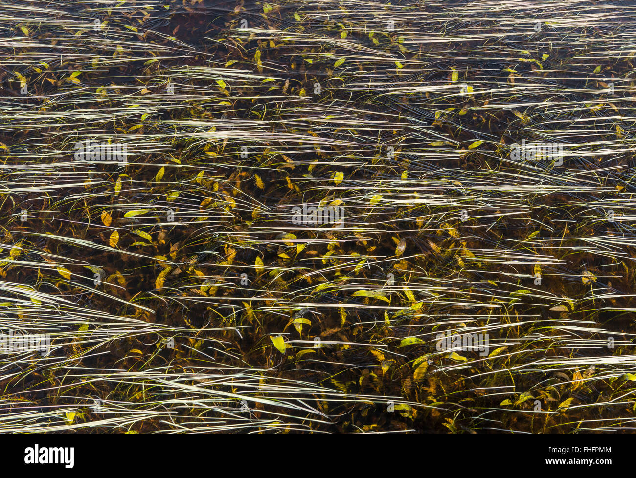 Frozen grass under the ice on a Long Mynd pool, Shropshire. Stock Photo