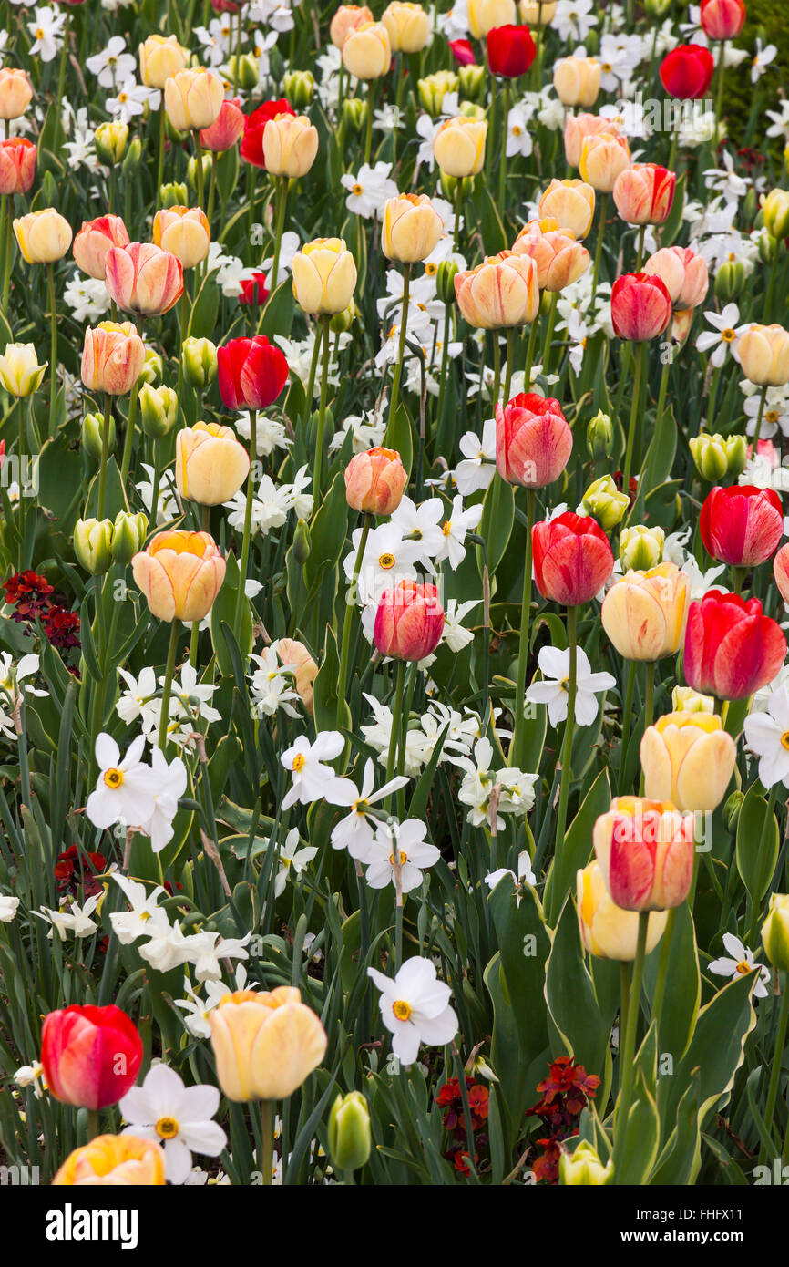 Close-up tulips and daffodils in the garden Stock Photo - Alamy