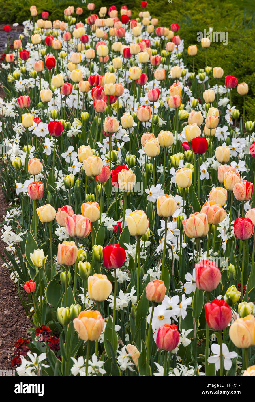 Close up tulips and daffodils in the garden Stock Photo - Alamy
