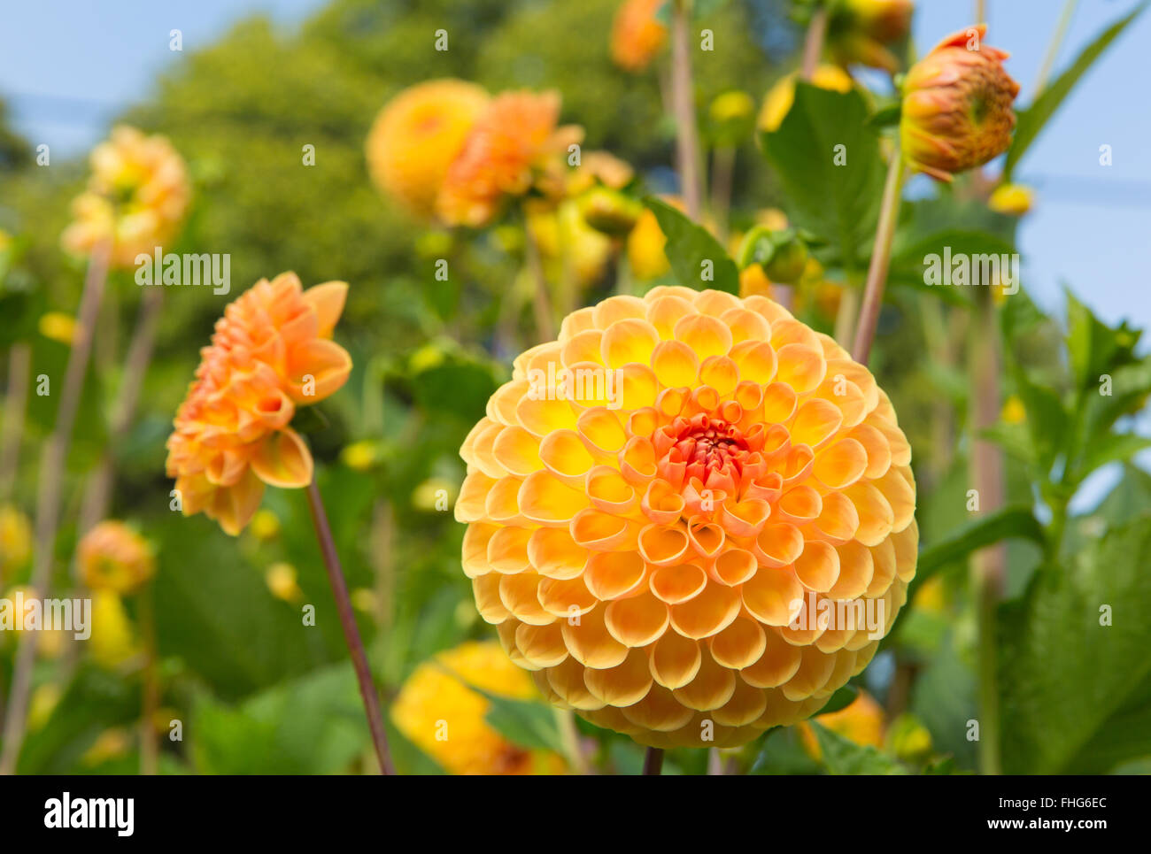 Dahlia ryecroft delight yellow flower round bloom in a garden Stock Photo