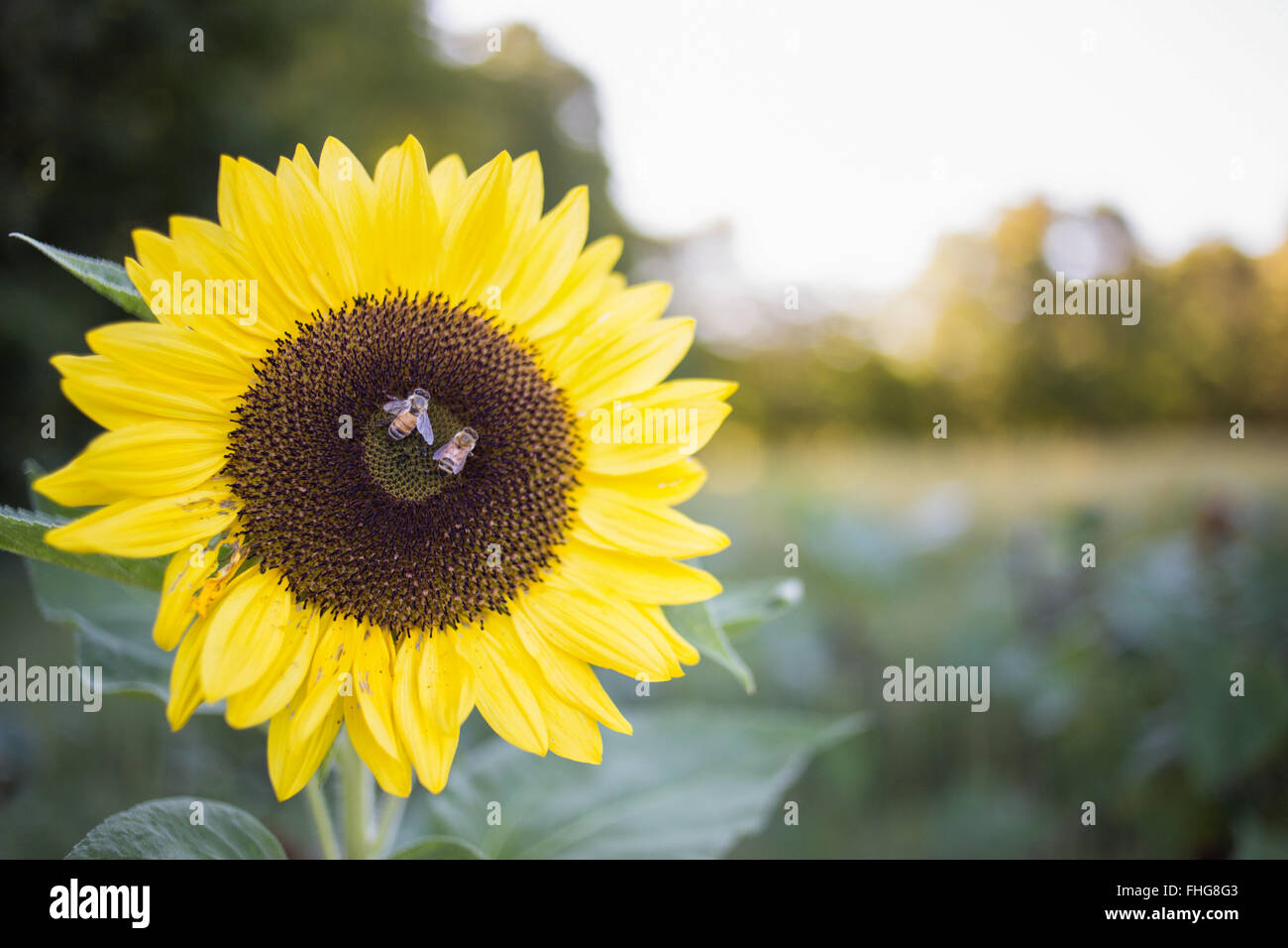 Bees enjoying a pollen snack on a sunflower at a farm Stock Photo - Alamy