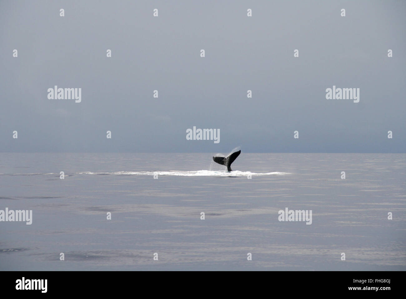 Whale waving his tail out of the ocean in Hawaii Stock Photo - Alamy