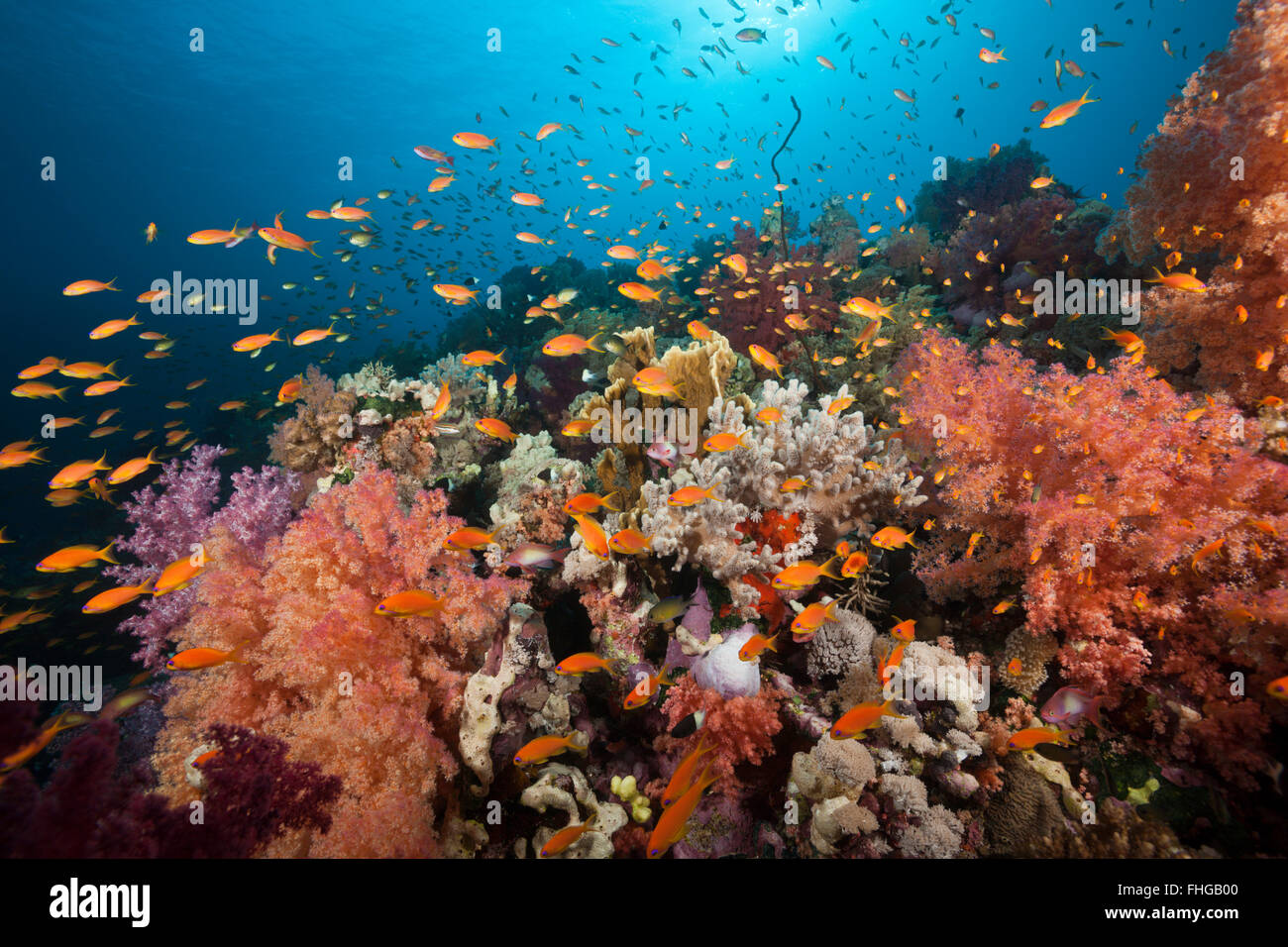 Lyretail Anthias over Coral Reef, Pseudanthias squamipinnis, Red Sea, Ras Mohammed, Egypt Stock Photo