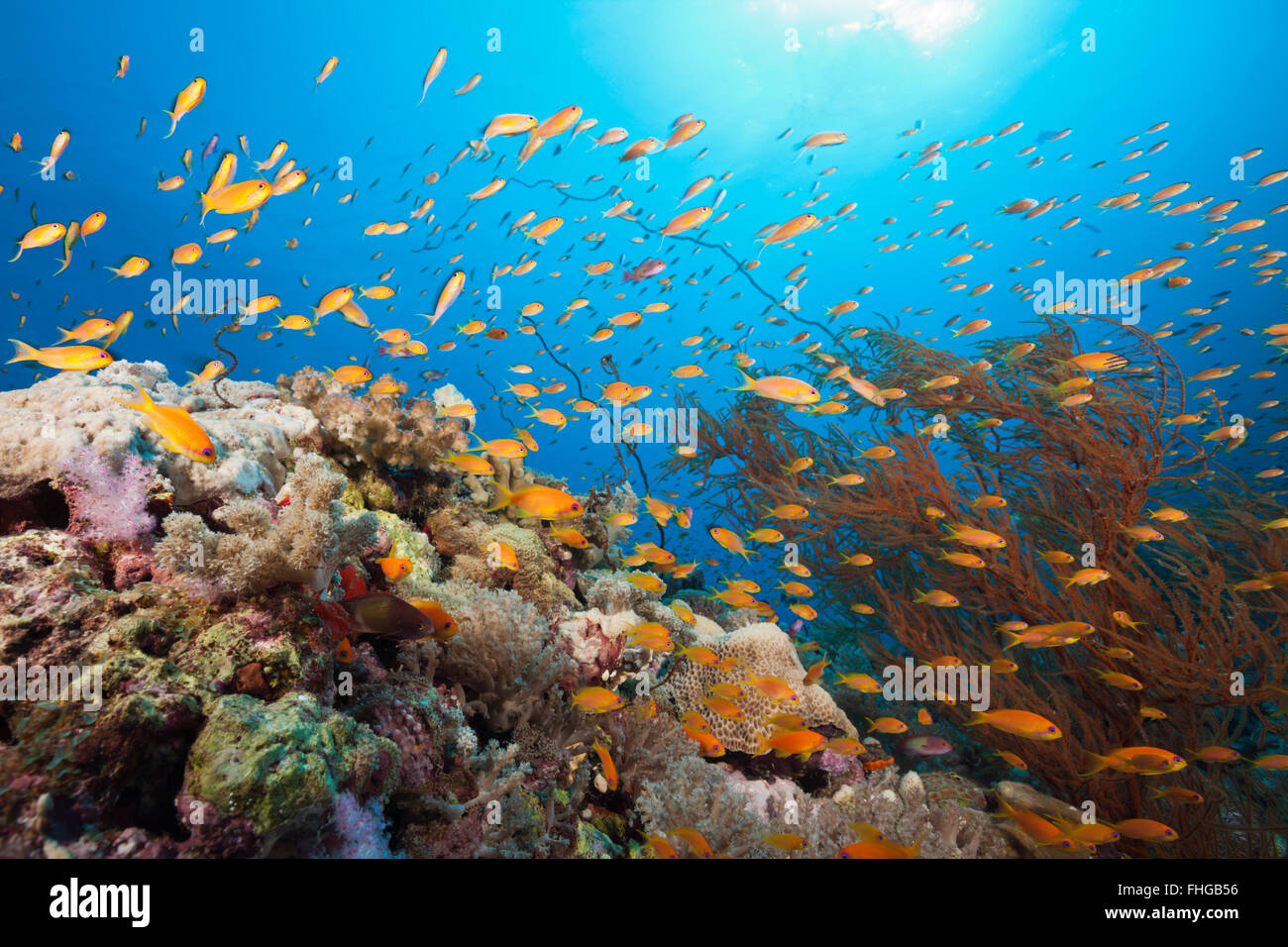 Lyretail Anthias over Coral Reef, Pseudanthias squamipinnis, Red Sea, Ras Mohammed, Egypt Stock Photo