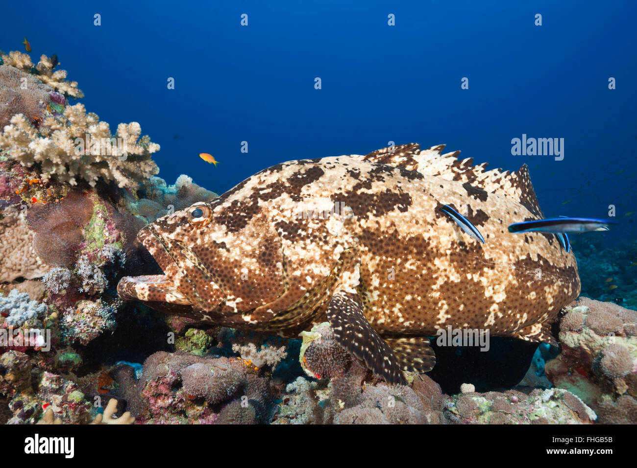 Flowery Grouper beeing cleaned, Epinephelus fuscoguttatus, Red Sea, Ras Mohammed, Egypt Stock Photo