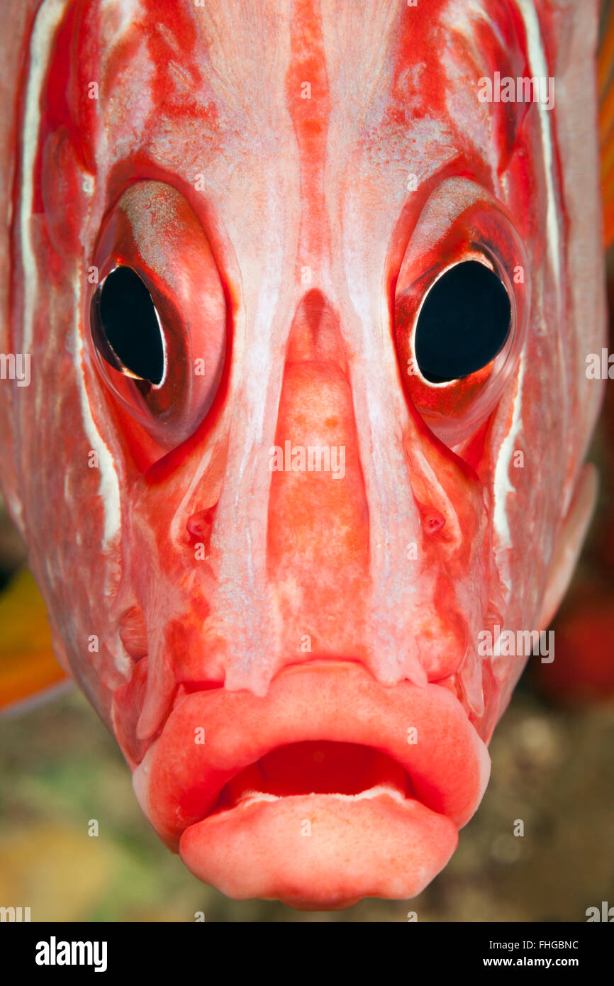 Portrait of Squirrelfish, Sargocentron spiniferum, Red Sea, Dahab, Egypt Stock Photo