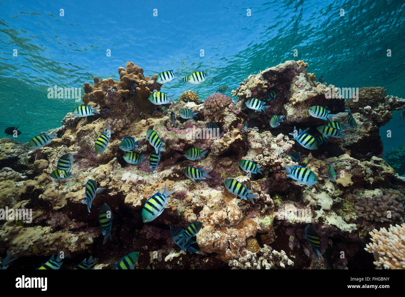Shoal of Sergeant Damselfish spawning, Abudefduf vaigiensis, Red Sea, Dahab, Egypt Stock Photo