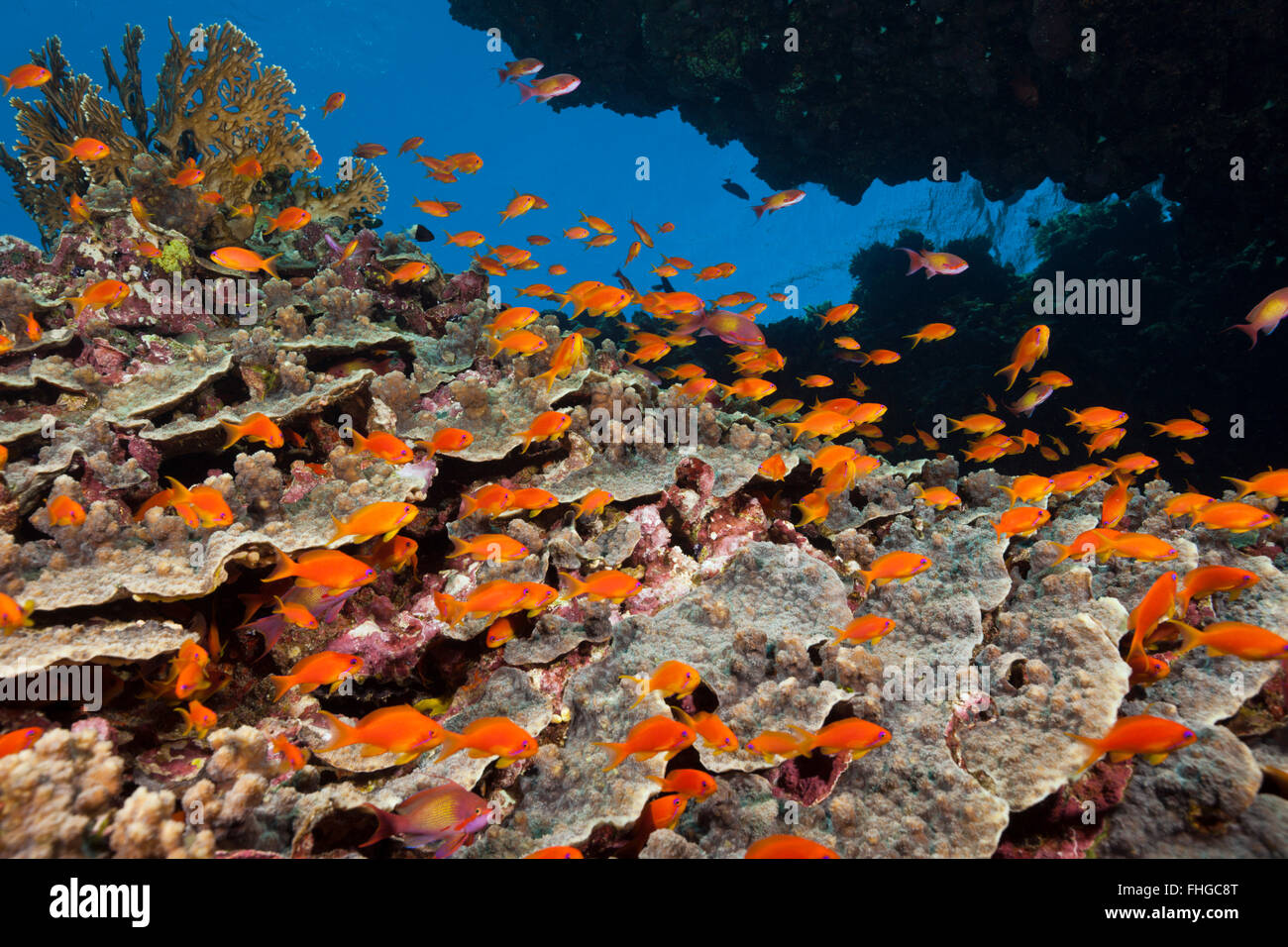 Lyretail Anthias over Coral Reef, Pseudanthias squamipinnis, Red Sea, Dahab, Egypt Stock Photo
