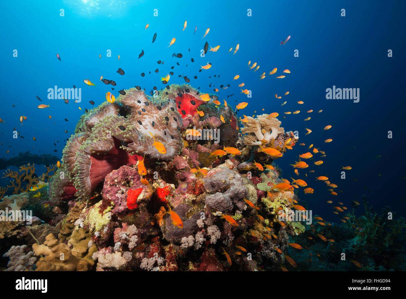 Twobar Anemonefish in Coral Reef, Amphiprion bicinctus, Red Sea, Ras Mohammed, Egypt Stock Photo