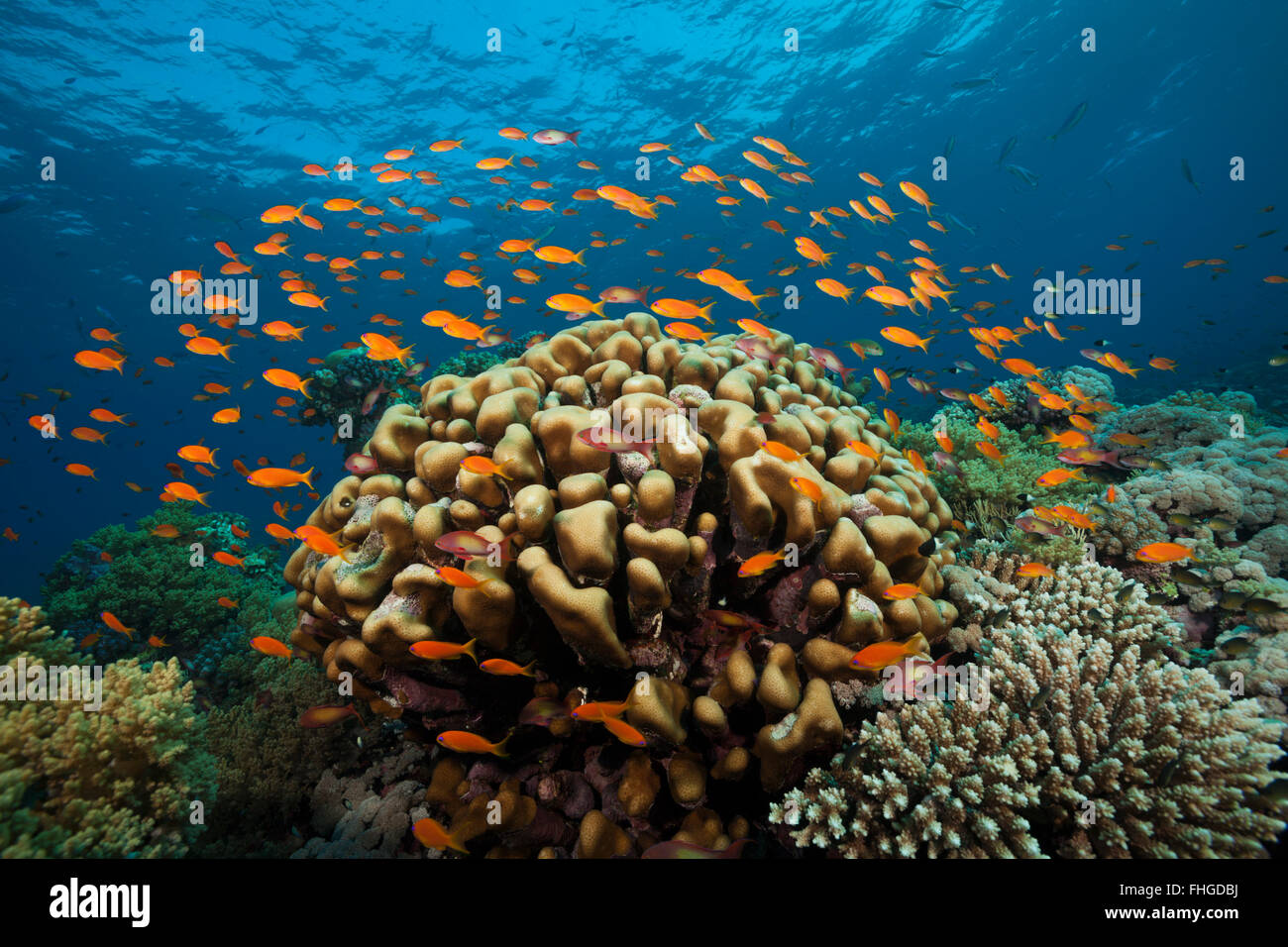 Lyretail Anthias over Coral Reef, Pseudanthias squamipinnis, Red Sea, Ras Mohammed, Egypt Stock Photo