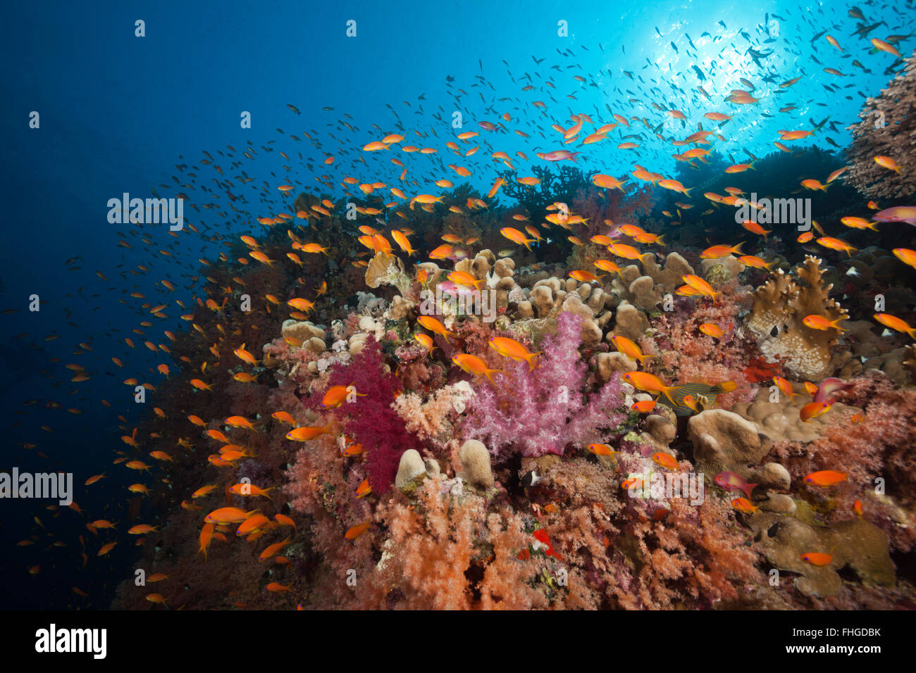 Lyretail Anthias over Coral Reef, Pseudanthias squamipinnis, Red Sea, Ras Mohammed, Egypt Stock Photo