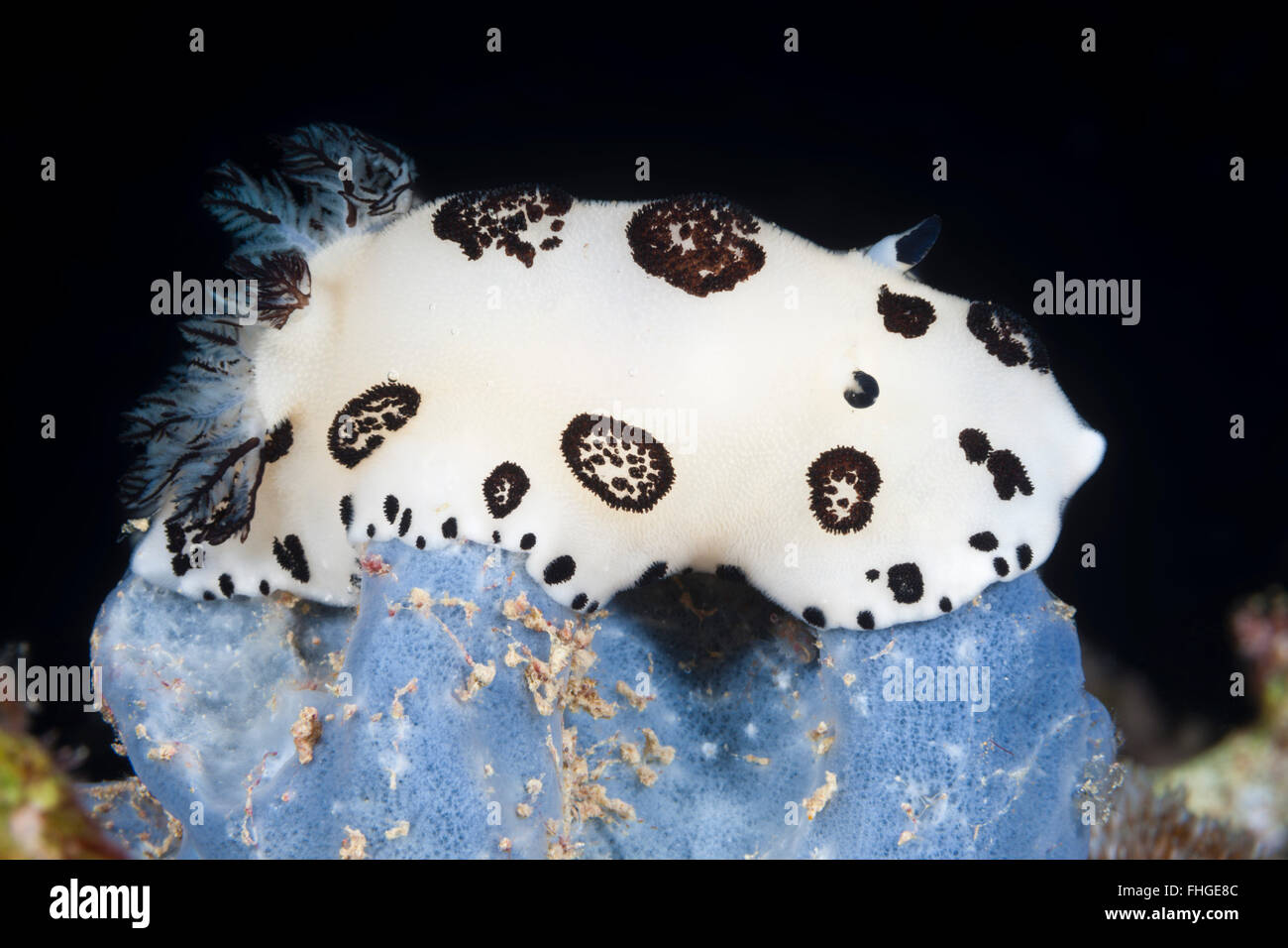 Black and white Nudibranch, Jorunna funebris, Sanganeb, Red Sea, Sudan Stock Photo