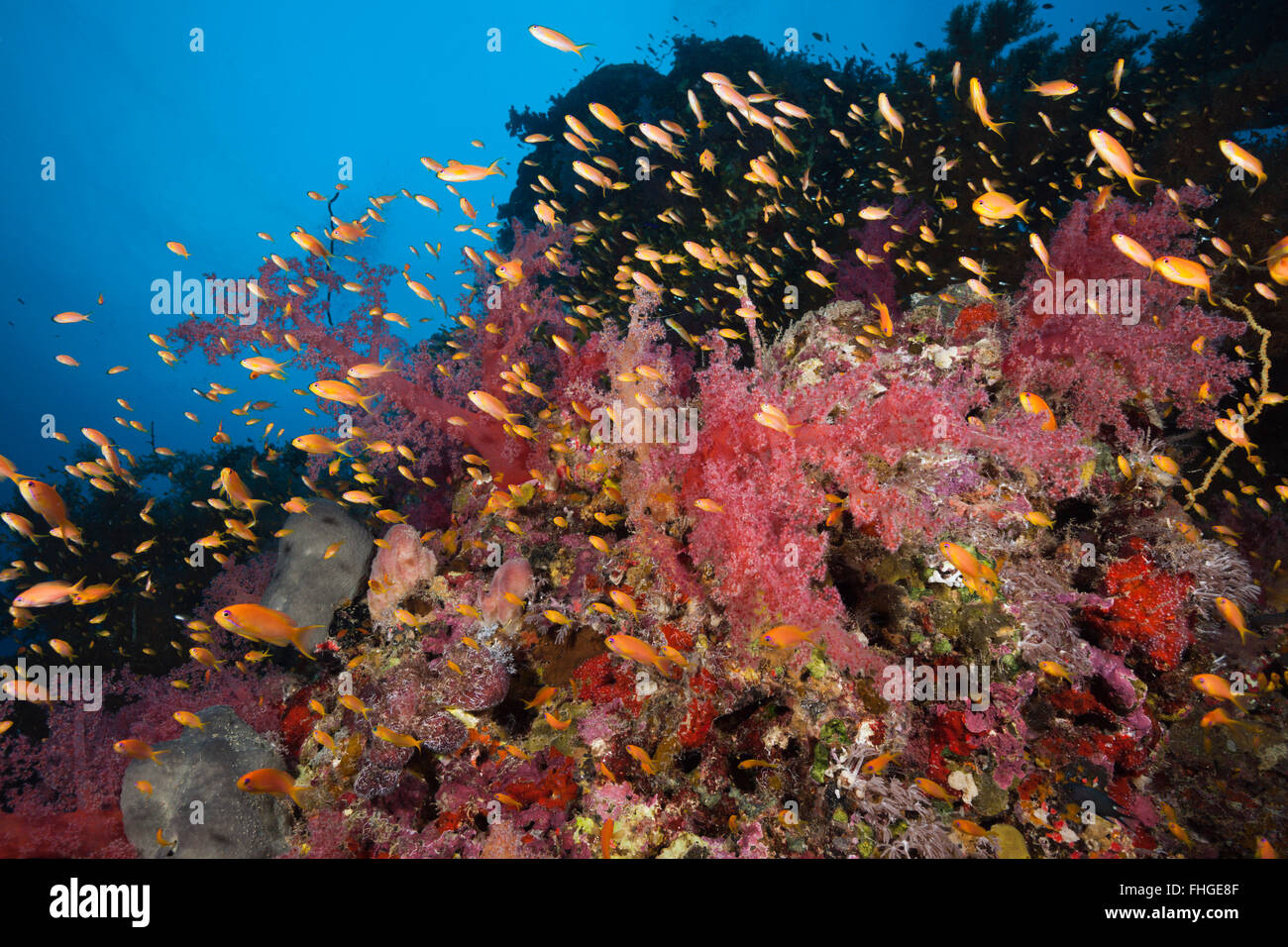 Lyretail Anthias over Coral Reef, Pseudanthias squamipinnis, Sanganeb, Red Sea, Sudan Stock Photo