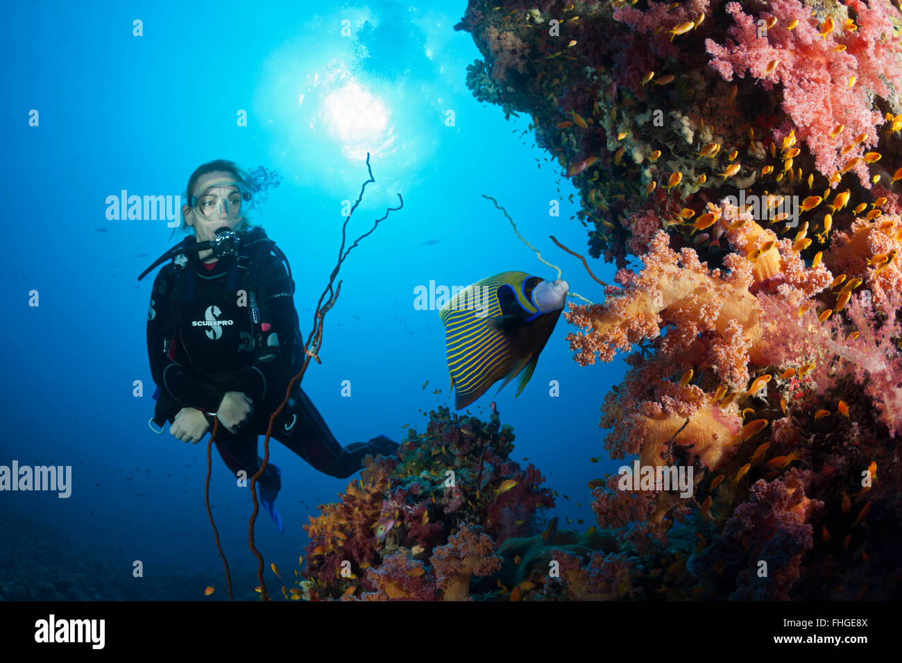 Scuba Diver and Emperor Angelfish, Pomacanthus imperator, Sanganeb, Red Sea, Sudan Stock Photo