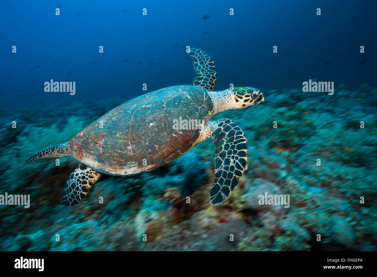 Hawksbill Sea Turtle, Eretmochelys imbricata, Sanganeb, Red Sea, Sudan Stock Photo