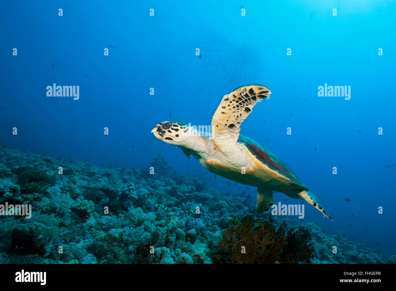 Hawksbill Sea Turtle, Eretmochelys imbricata, Sanganeb, Red Sea, Sudan Stock Photo