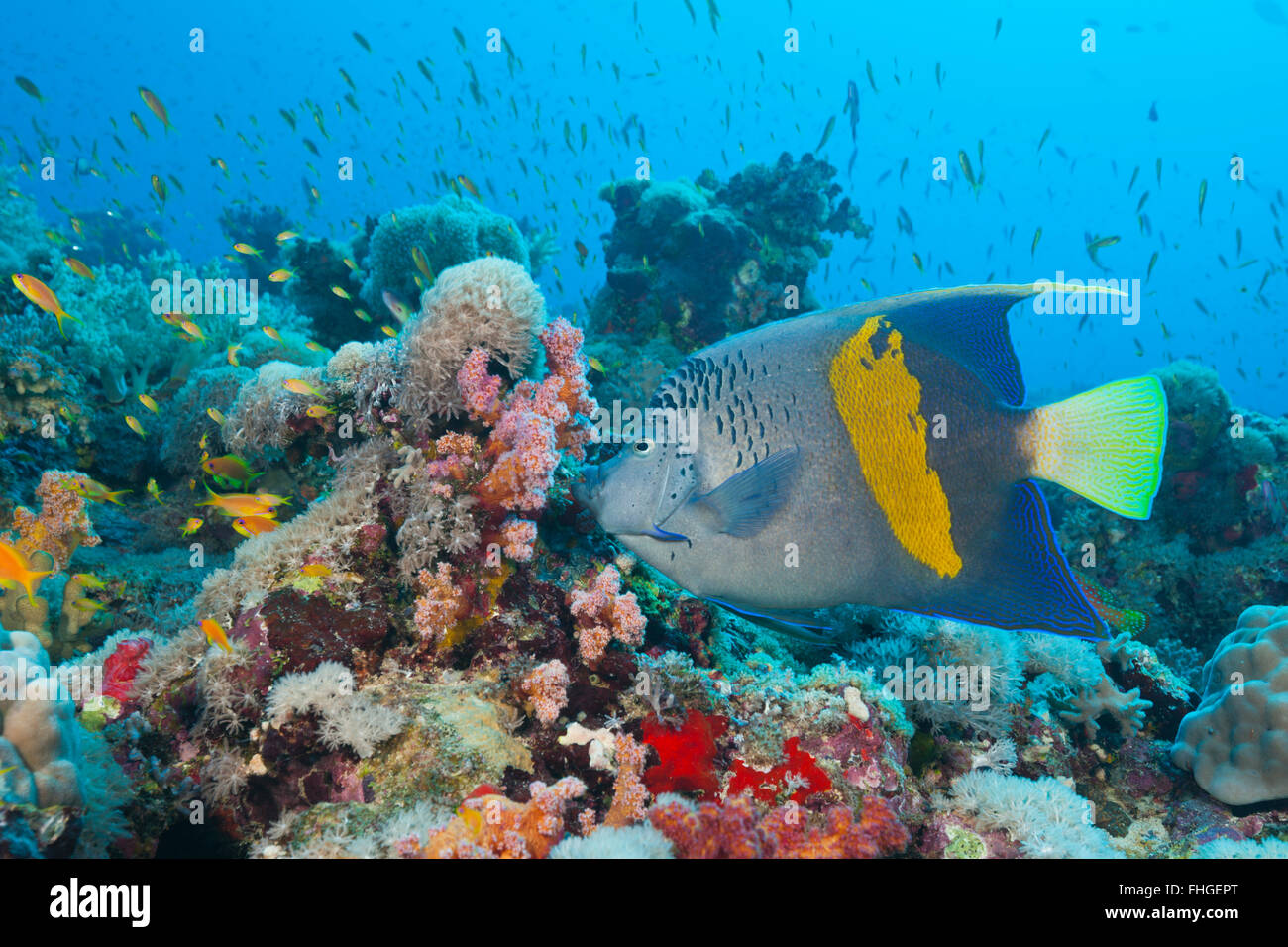 Yellowbar Angelfish, Pomacanthus maculosus, Sanganeb, Red Sea, Sudan Stock Photo