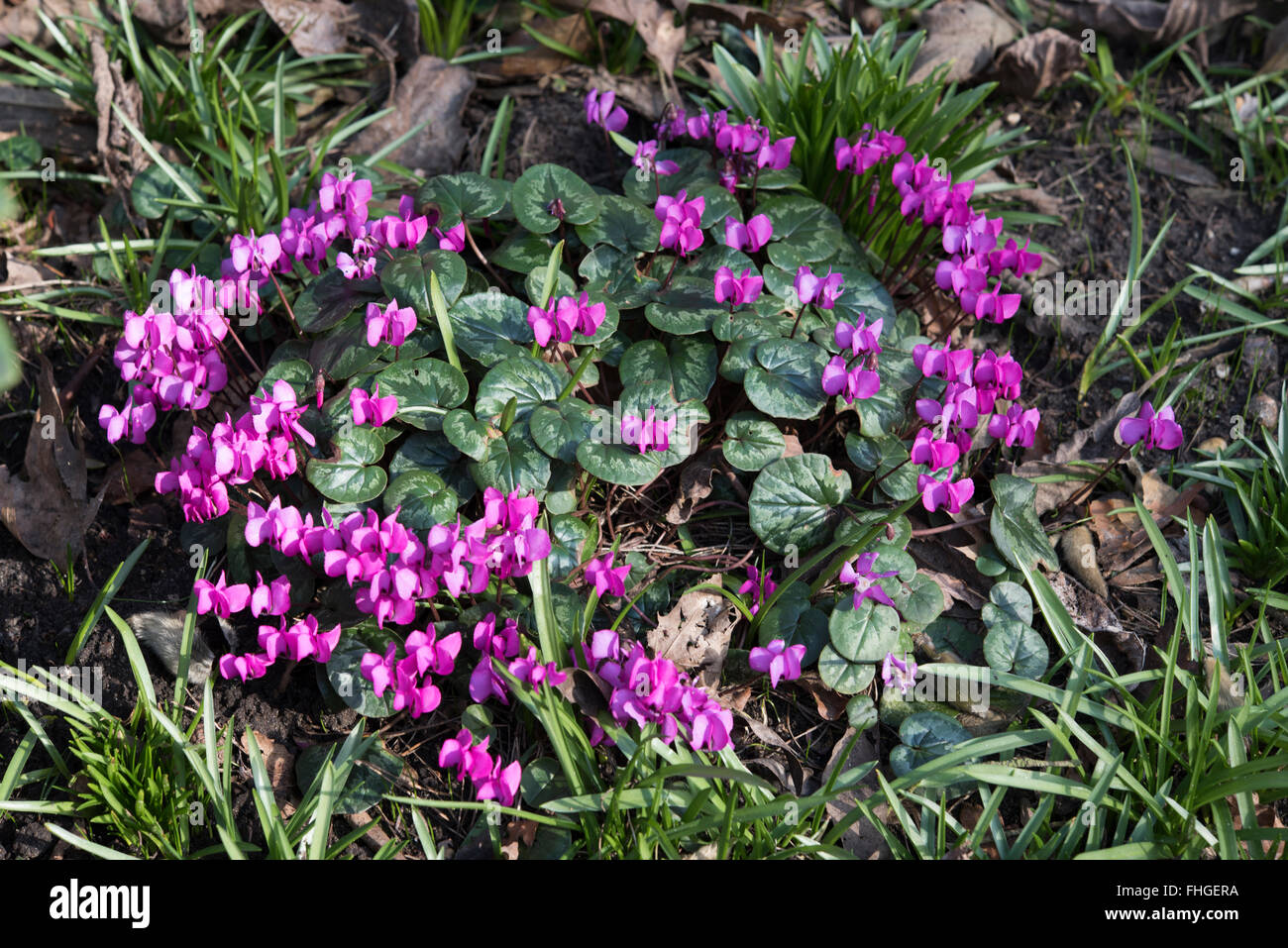 Cyclamen coum, Eastern Sowbread, growing in mixed woodland, Surrey, UK ...
