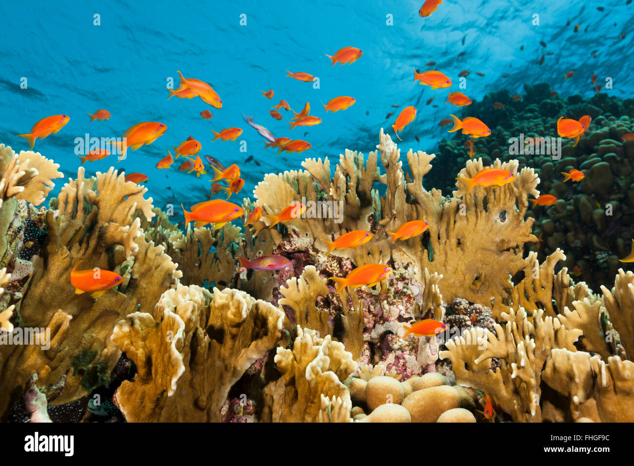 Lyretail Anthias over Coral Reef, Pseudanthias squamipinnis, Shaab Rumi, Red Sea, Sudan Stock Photo