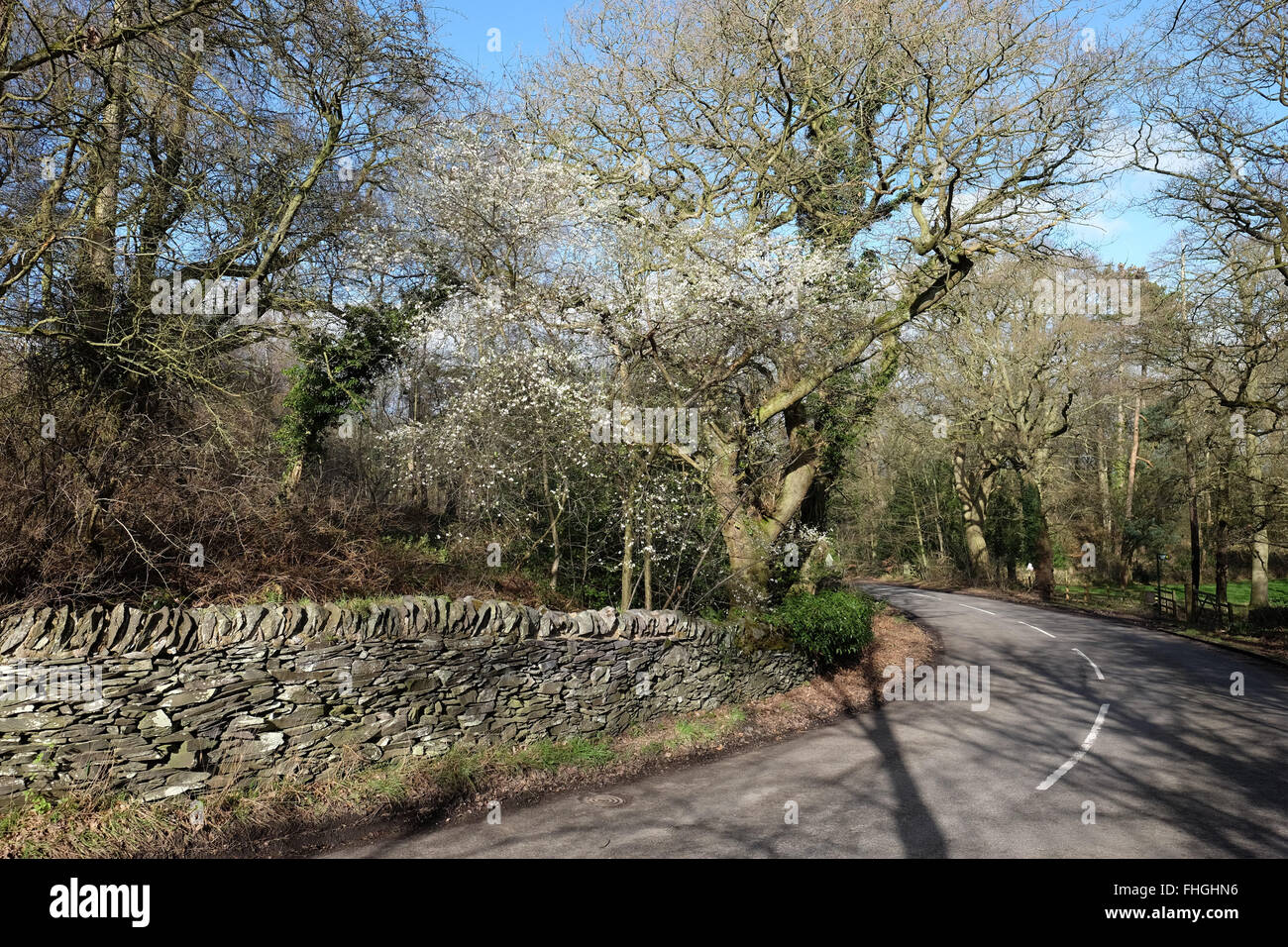 country road in charnwood forest leicestershire Stock Photo