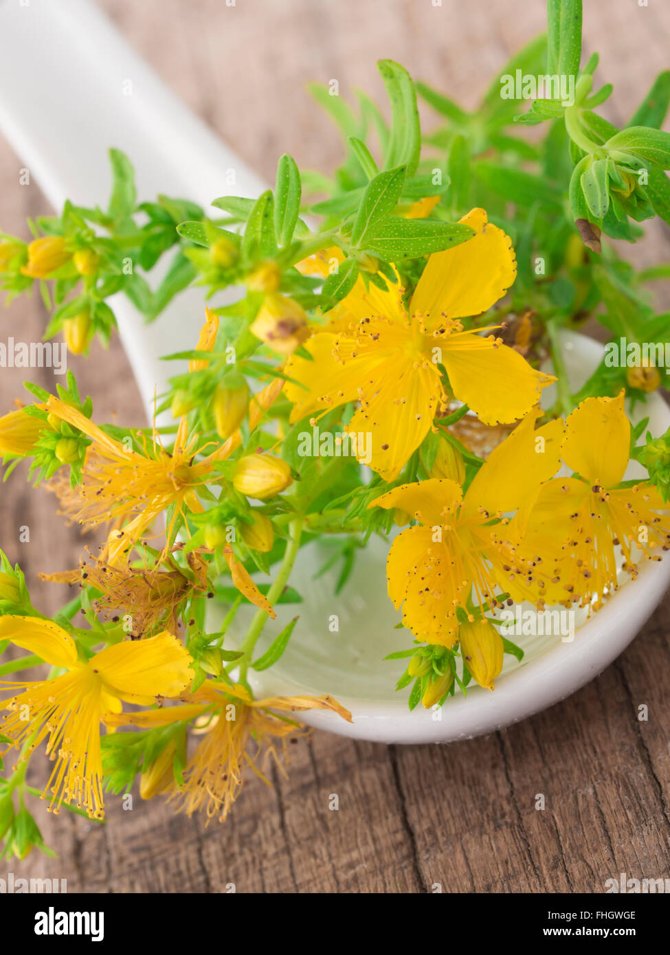 St John's wort herb Stock Photo Alamy