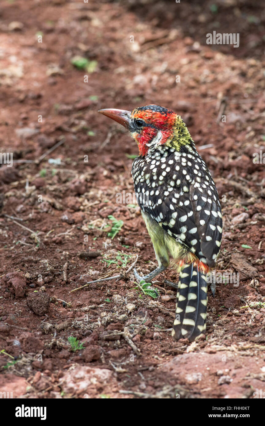 Red-and-yellow barbet (Trachyphonus erythrocephalus). Stock Photo