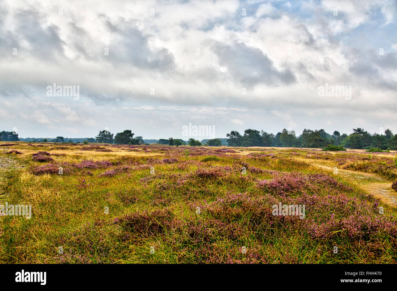 Heather island hi-res stock photography and images - Alamy