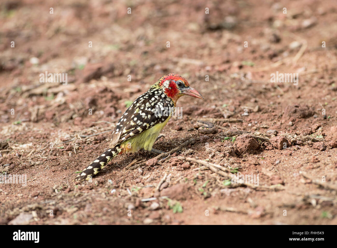 Red-and-yellow barbet (Trachyphonus erythrocephalus). This individual is about to eat a large caterpillar. Stock Photo