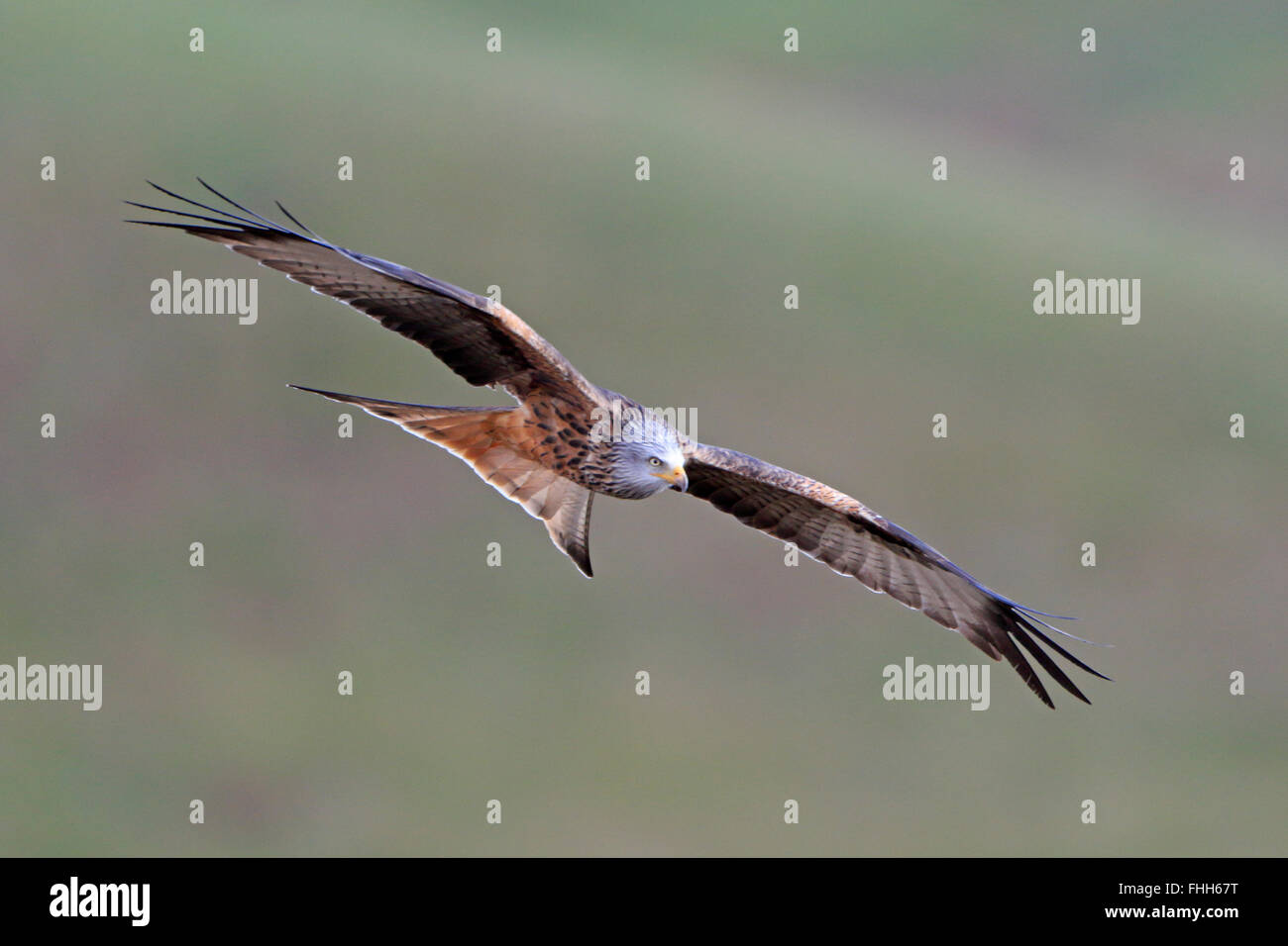 Red Kite in flight at Nant Yr Arian Stock Photo