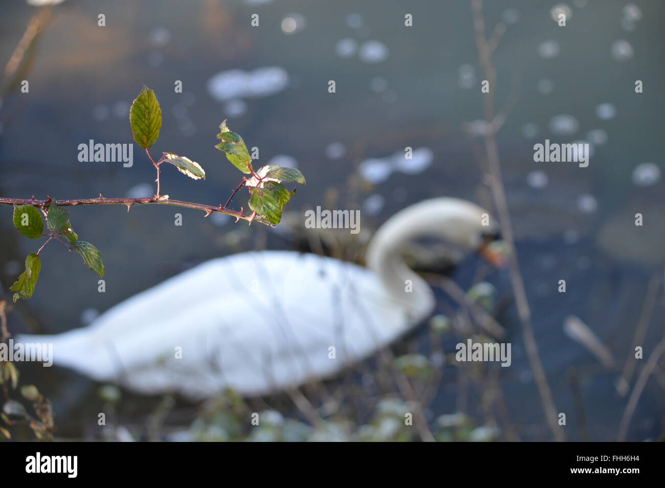 A swan in the background resting in the River Stour in Sudbury, Suffolk a branch in the foreground. Stock Photo