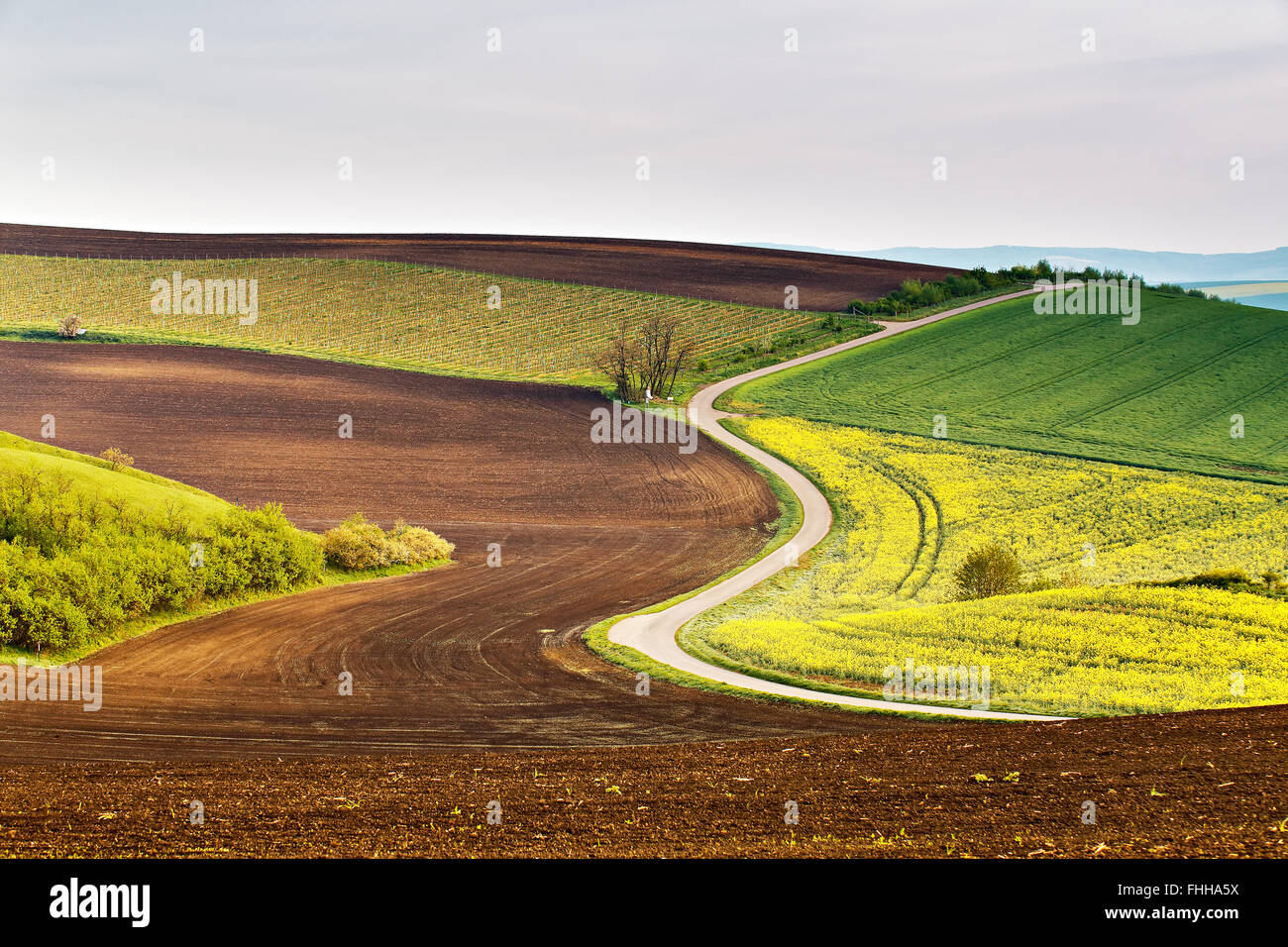 Field with grape bushes hi-res stock photography and images - Alamy