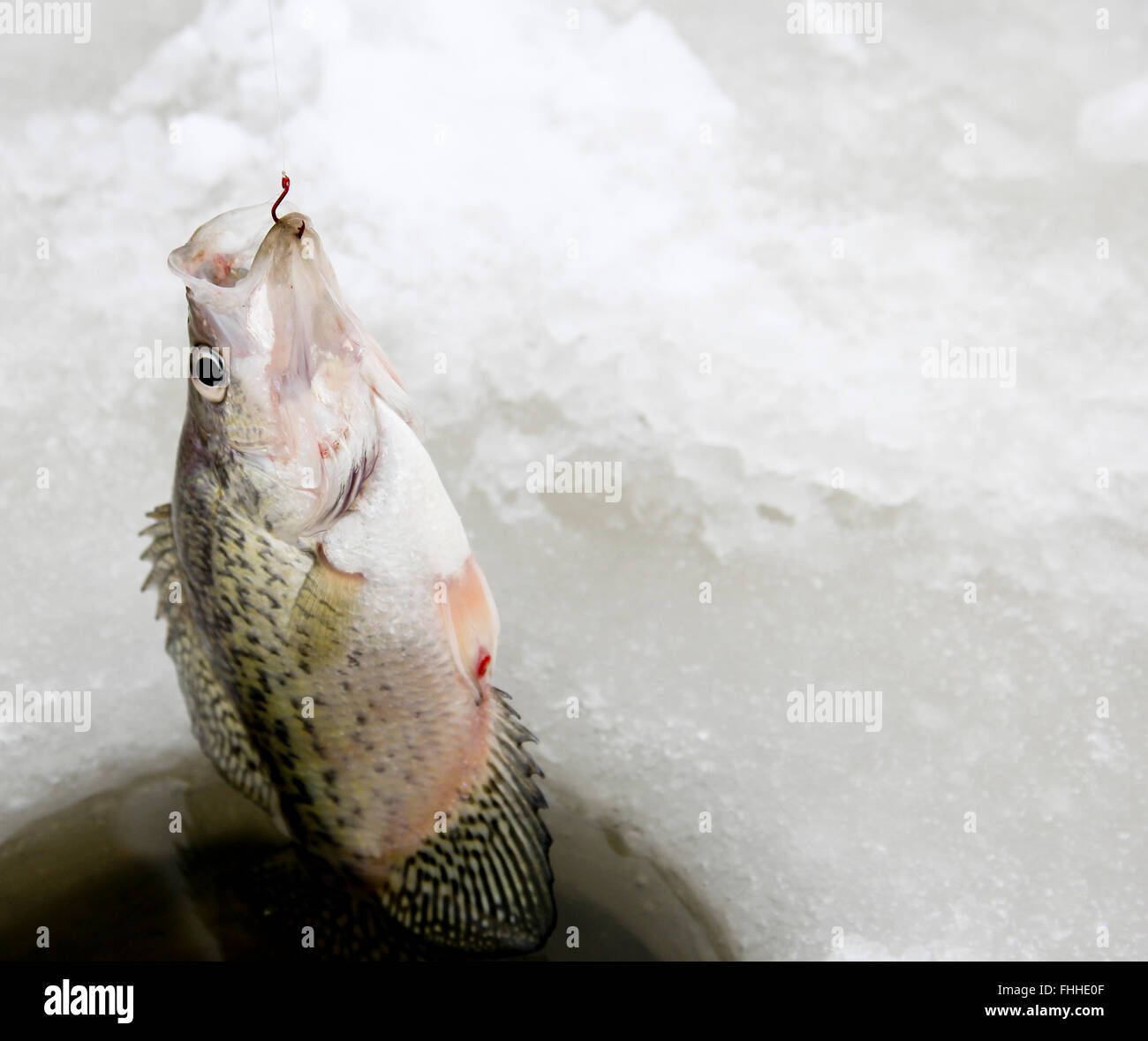 Crappie being pulled out of an ice fishing hole after being hooked Stock Photo