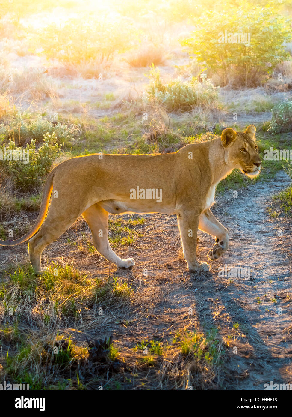 Namibia, Outjo, Ongava Wild Reservat, female lion, Panthera leo Stock Photo