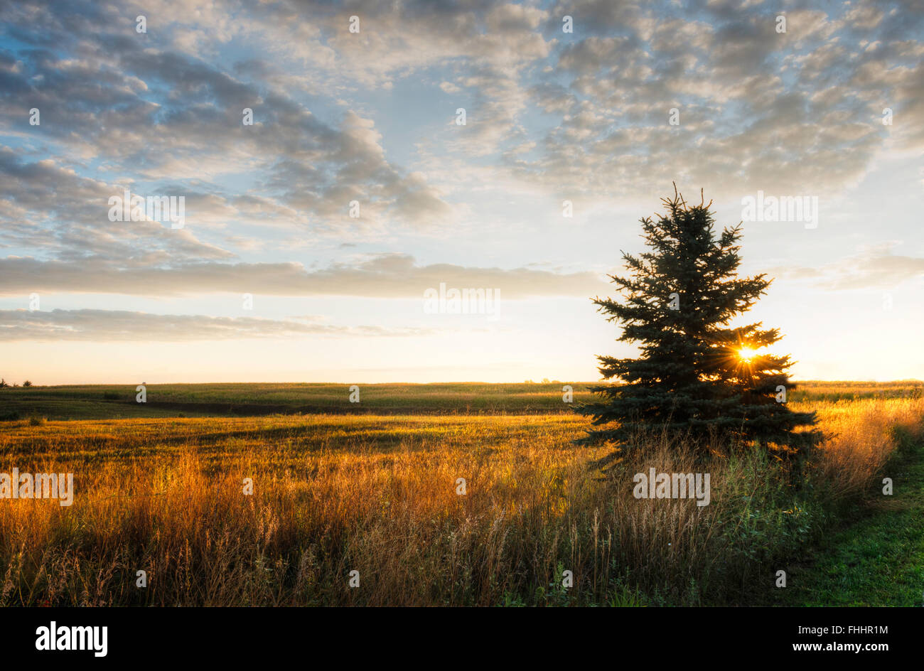 Iowa in the morning with sun shinning through tree Stock Photo Alamy