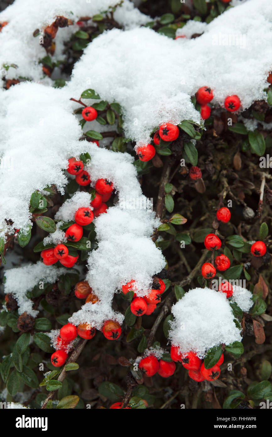 Red berries and snow Stock Photo - Alamy