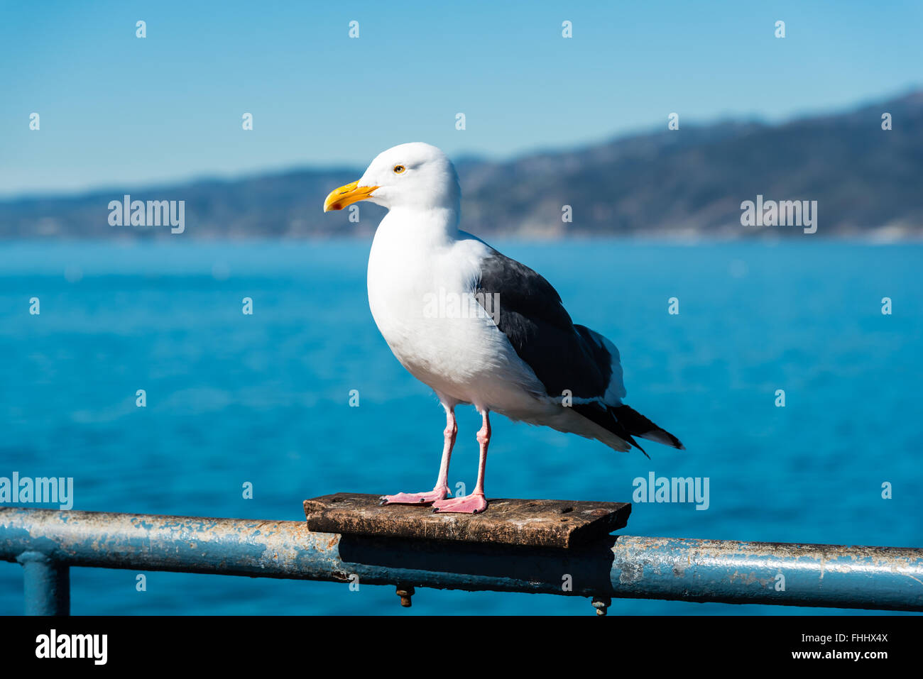 seagull sitting on a rail at the beach Stock Photo