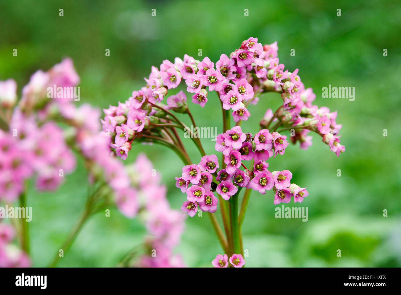 beautiful pink inflorescence on a blurred background Stock Photo - Alamy