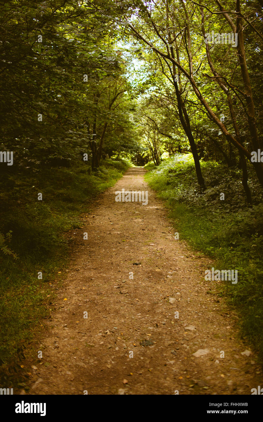 Path in a green forest Stock Photo - Alamy