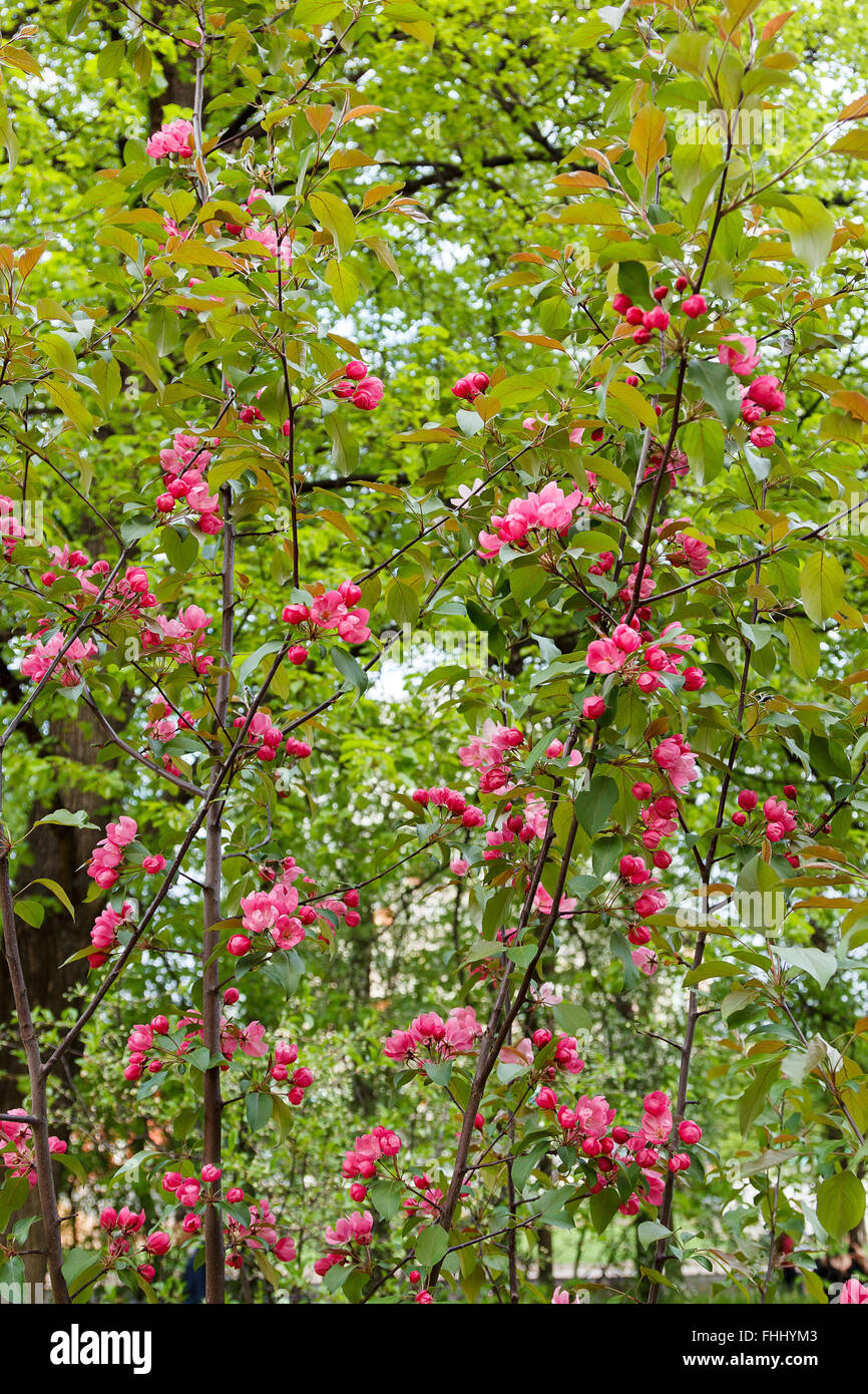 Beautiful park lots flowers hi-res stock photography and images - Alamy