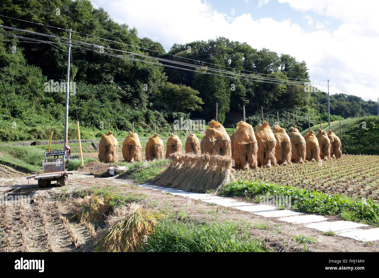 Japan / Fukushima  -  Fukushima Prefecture, which is well known for its rice production, has the fourth largest rice harvest Stock Photo