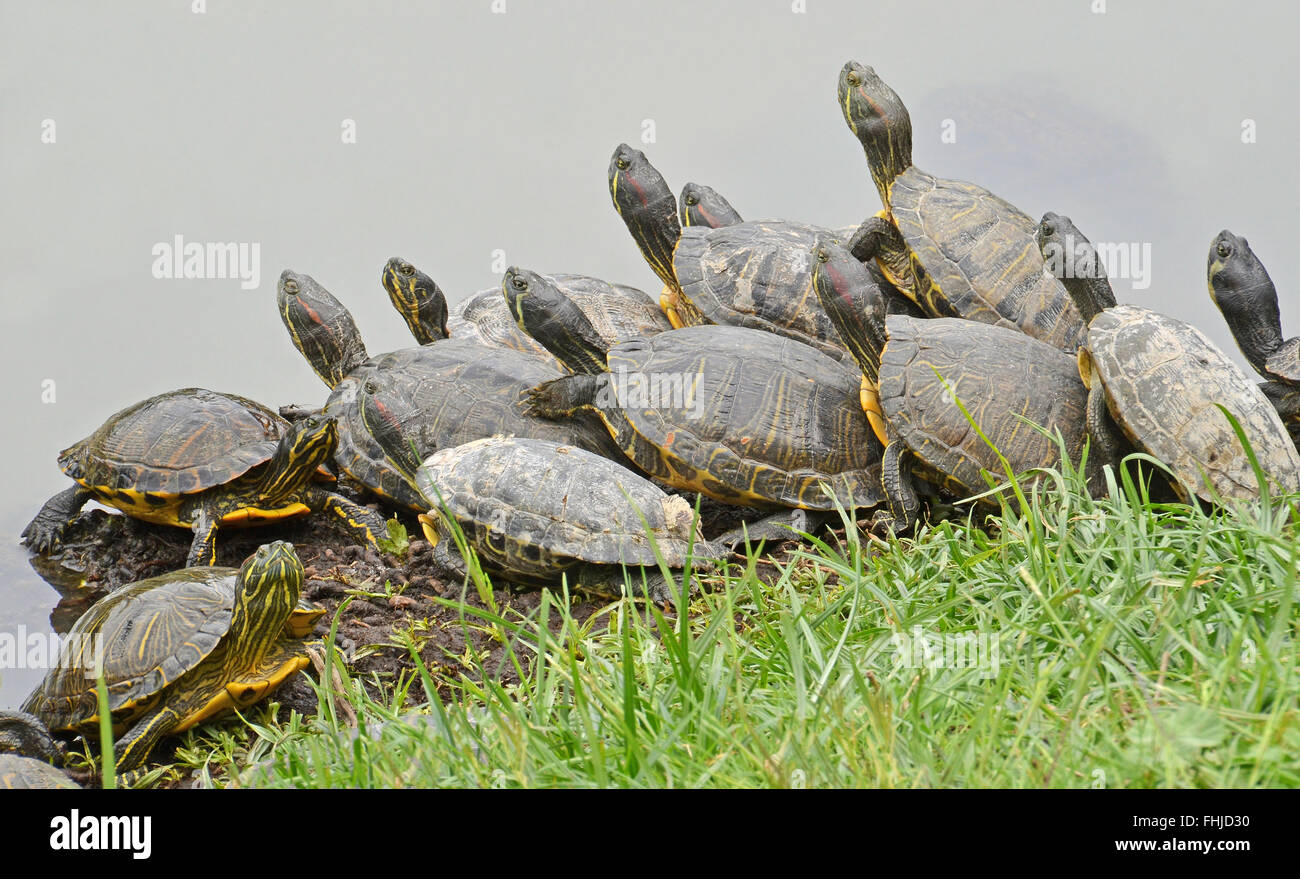 water turtles family Stock Photo