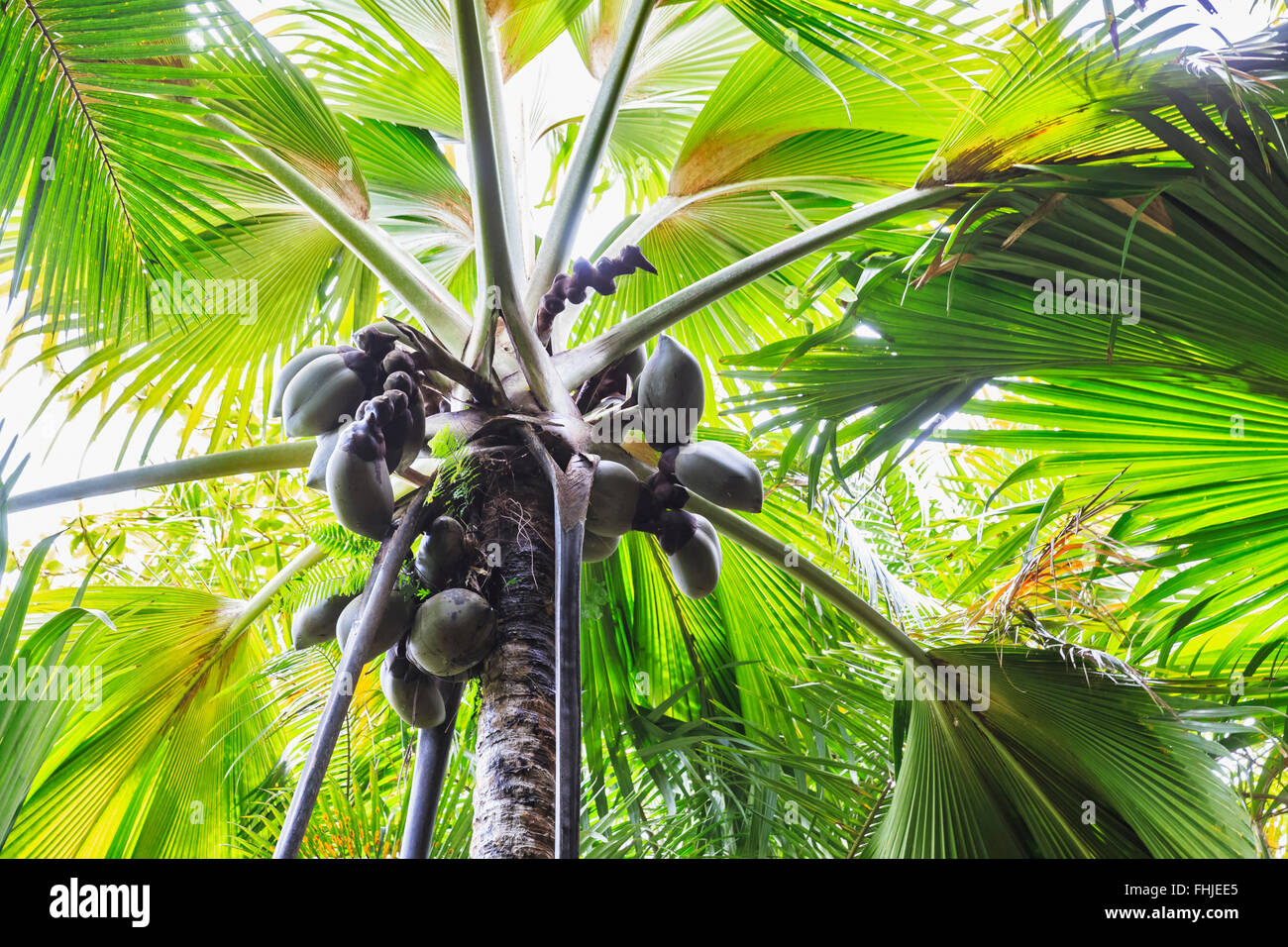 Seychelles, Coco de Mer, fruits on palm tree Stock Photo