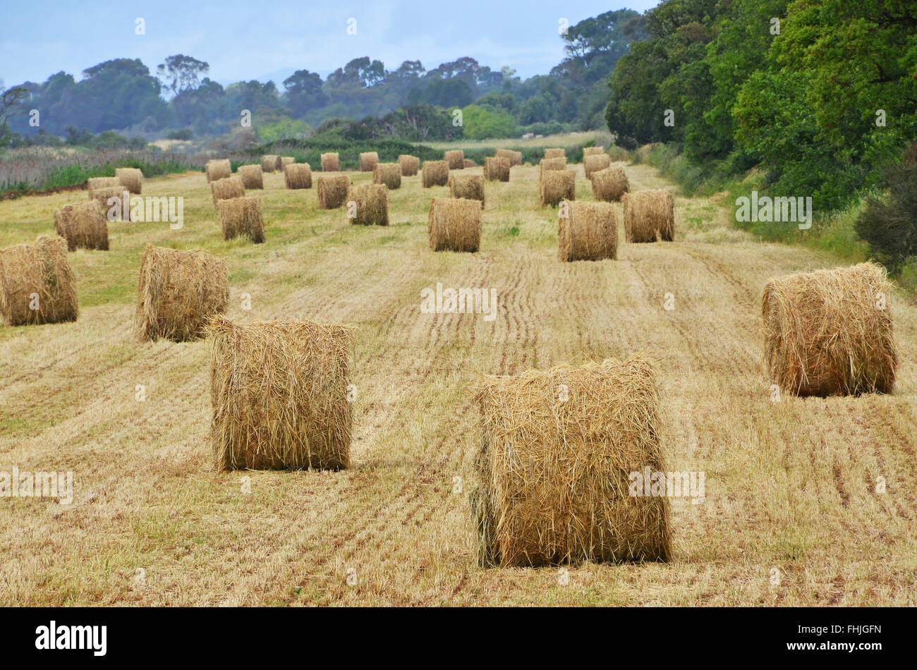 hay piles in the country Stock Photo